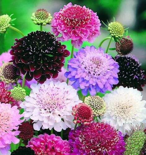 80003100 scabiosa pincushion - scabiosa,