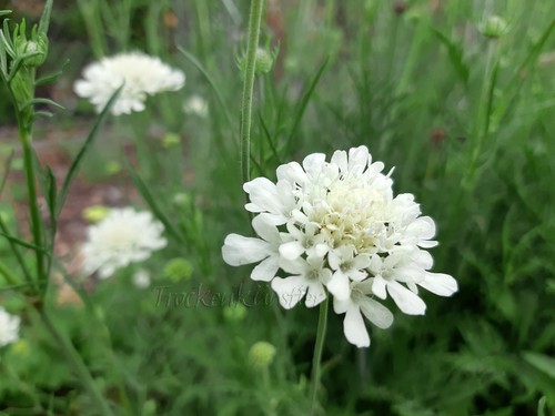 Seeds scabiosa ochroleuca - ochroleuca,