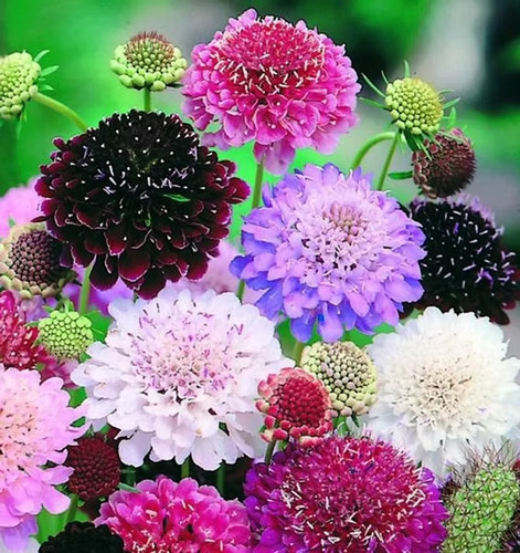 Sale3100 scabiosa pincushion - sale3100,