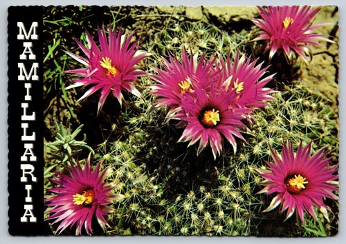 Mammillaria cactus flower - mammillaria,