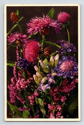 Blumen pflanzen knöterich - &, pflanzen: