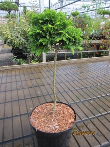 Chamaecyparis pisifera golden - chamaecyparis,